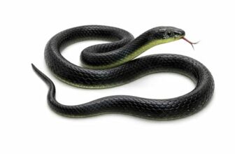 RZA 2026 (Snake Pack of 1 pcs) ZA Realistic Black Rubber Snake Toy – 28-inch Lifelike Garden Prop for Scaring Birds Black Skane Fake Snake Toy