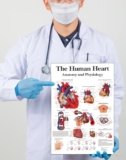 Tamatina Wall Posters | Educational Posters | Biology | Anatomy | Hospitals | Study | School | College | Laminated | Tearproof |Size-45X30 cms.a4790