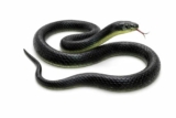 RZA 2026 (Snake Pack of 1 pcs) ZA Realistic Black Rubber Snake Toy – 28-inch Lifelike Garden Prop for Scaring Birds Black Skane Fake Snake Toy